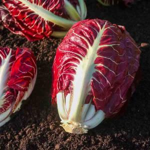 Chicorée à Feuilles Rouge de Vérone